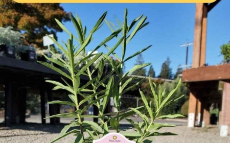 Milkweed Plant for Monarchs: Fall Planting in the East Bay