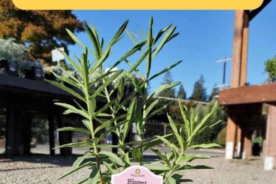 Milkweed Plant for Monarchs: Fall Planting in the East Bay