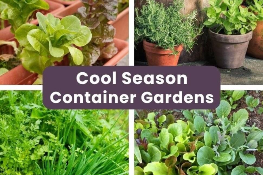 Drought-Tolerant Plants for Fall Pots | Evergreen Nursery