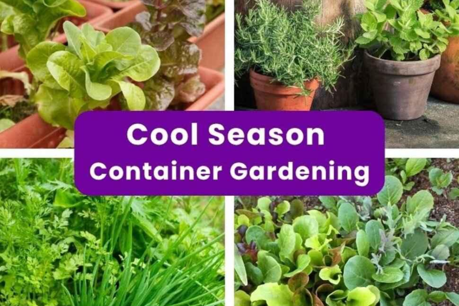 Fall Container Gardening: Veggies, Herbs & Native Plants