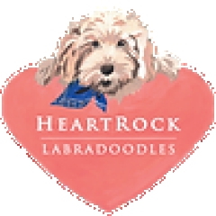 heartrocklabradoodles