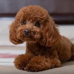 toyandpoodlepuppies